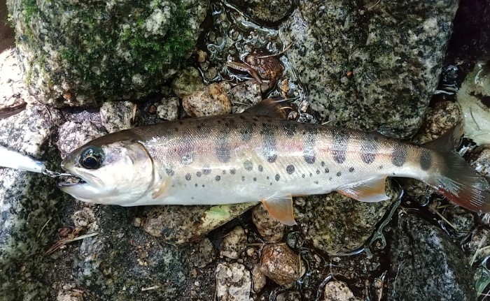 f:id:yukirikupapa:20210830060337j:image f:id:yukirikupapa:20210830060337j:image