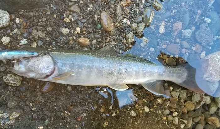 f:id:yukirikupapa:20210921125826j:image