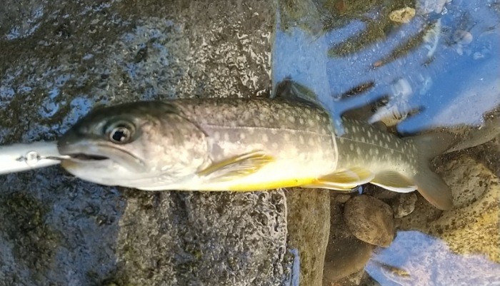 f:id:yukirikupapa:20210921125840j:image