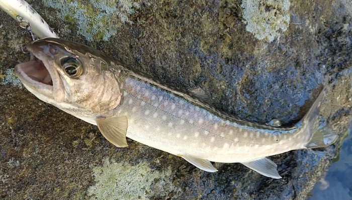 f:id:yukirikupapa:20210921125905j:image