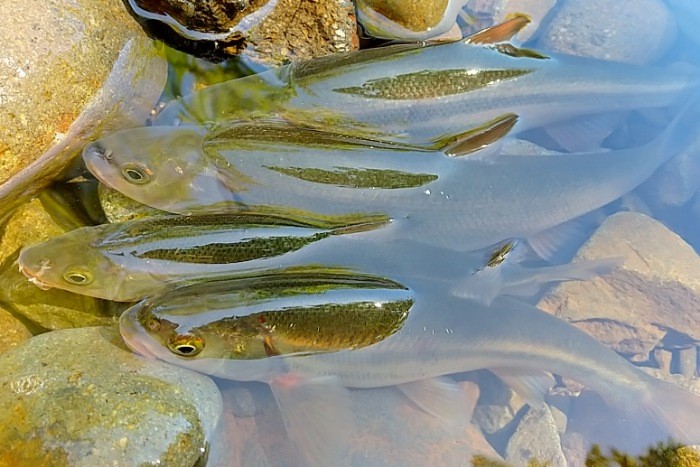 f:id:yukirikupapa:20210921125937j:image