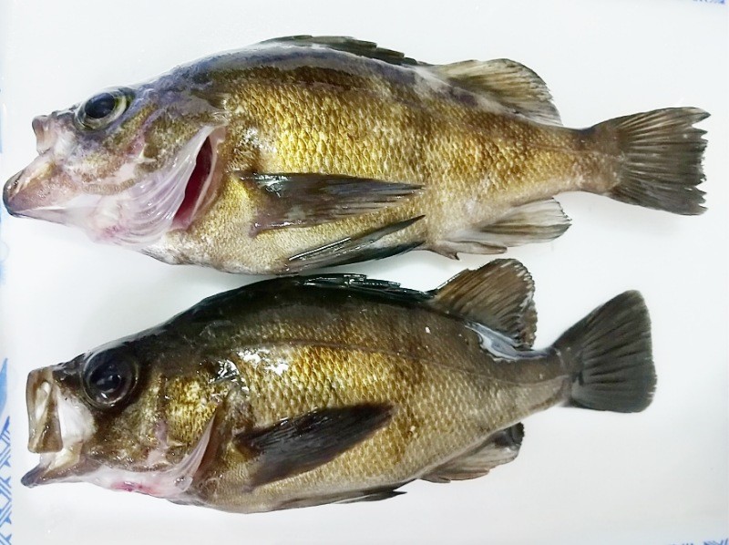 f:id:yukirikupapa:20210928213017j:image