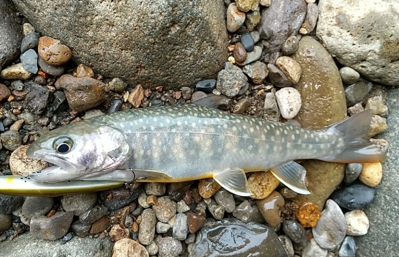 f:id:yukirikupapa:20220919082607j:image