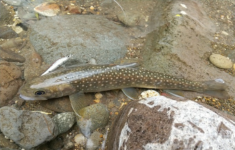 f:id:yukirikupapa:20220919082619j:image