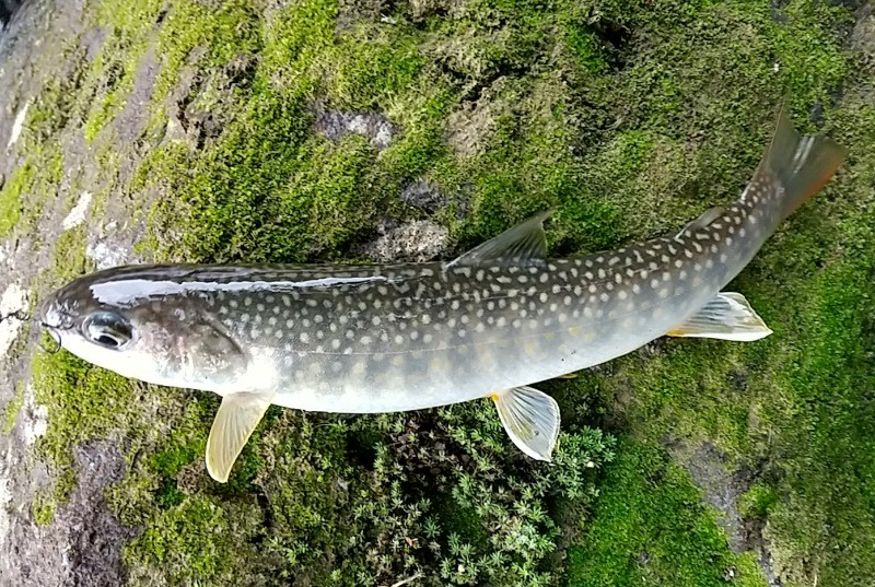 f:id:yukirikupapa:20220919082645j:image