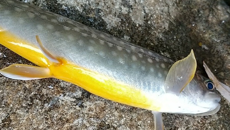 f:id:yukirikupapa:20220919082656j:image