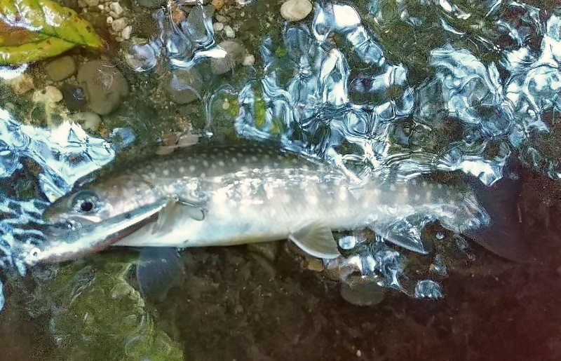 f:id:yukirikupapa:20220919092541j:image