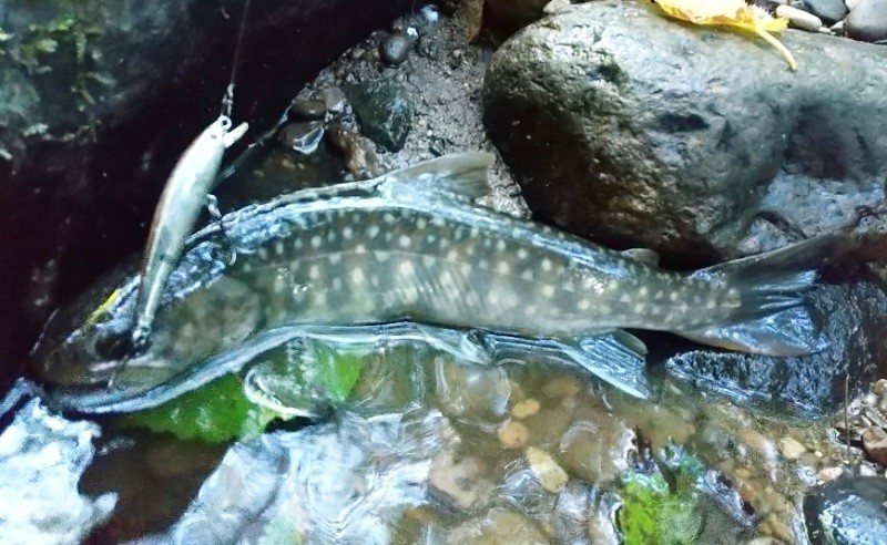 f:id:yukirikupapa:20220919092554j:image