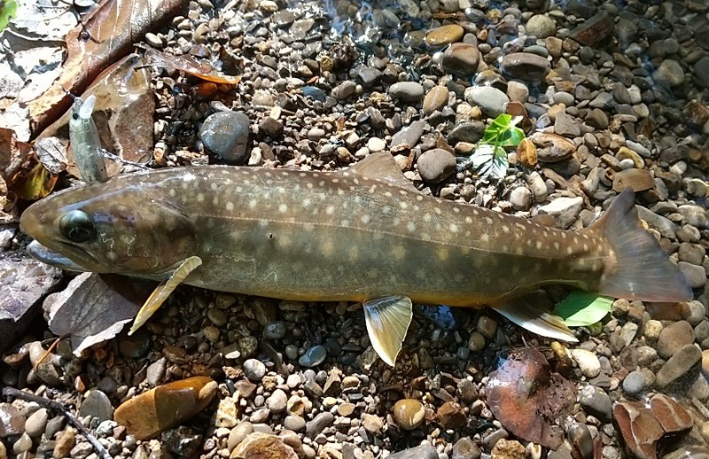 f:id:yukirikupapa:20220919092623j:image