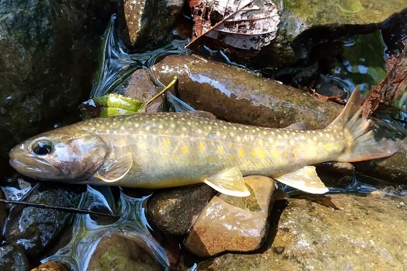 f:id:yukirikupapa:20220919092716j:image