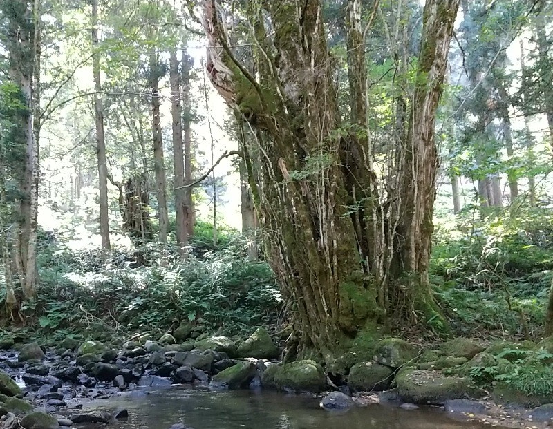 f:id:yukirikupapa:20220919092957j:image