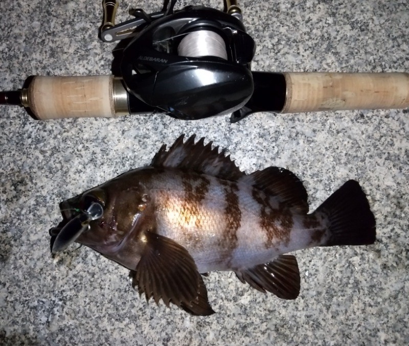 f:id:yukirikupapa:20221014233324j:image