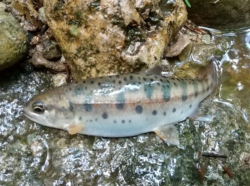 f:id:yukirikupapa:20230617194355j:image