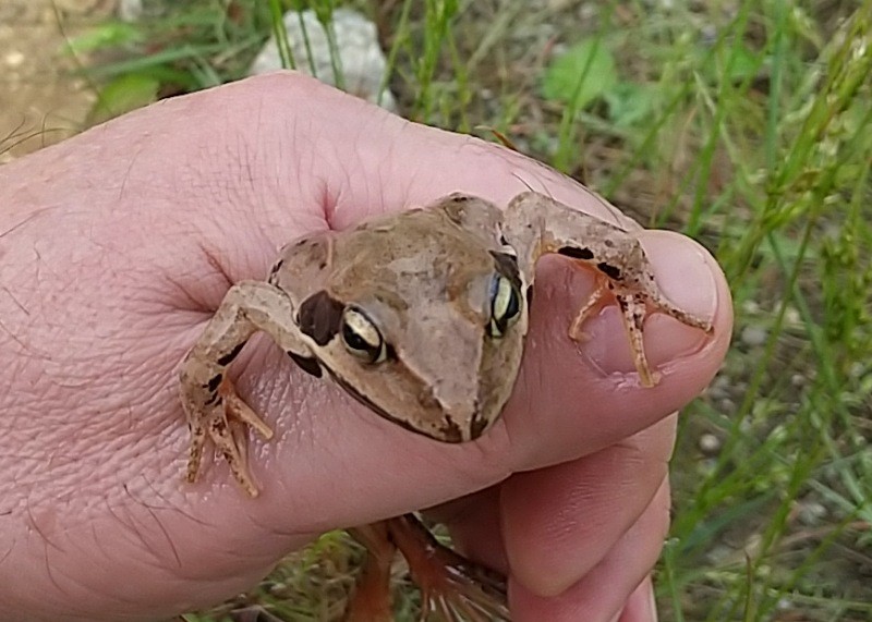 f:id:yukirikupapa:20230621022351j:image