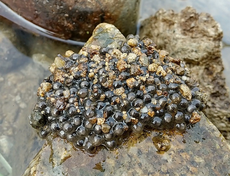 f:id:yukirikupapa:20230621022653j:image