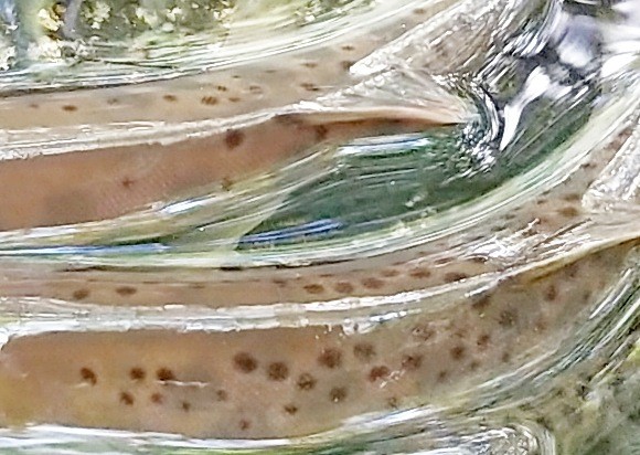 f:id:yukirikupapa:20230926212434j:image