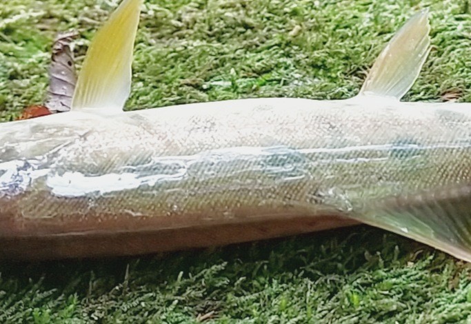 f:id:yukirikupapa:20230926212809j:image