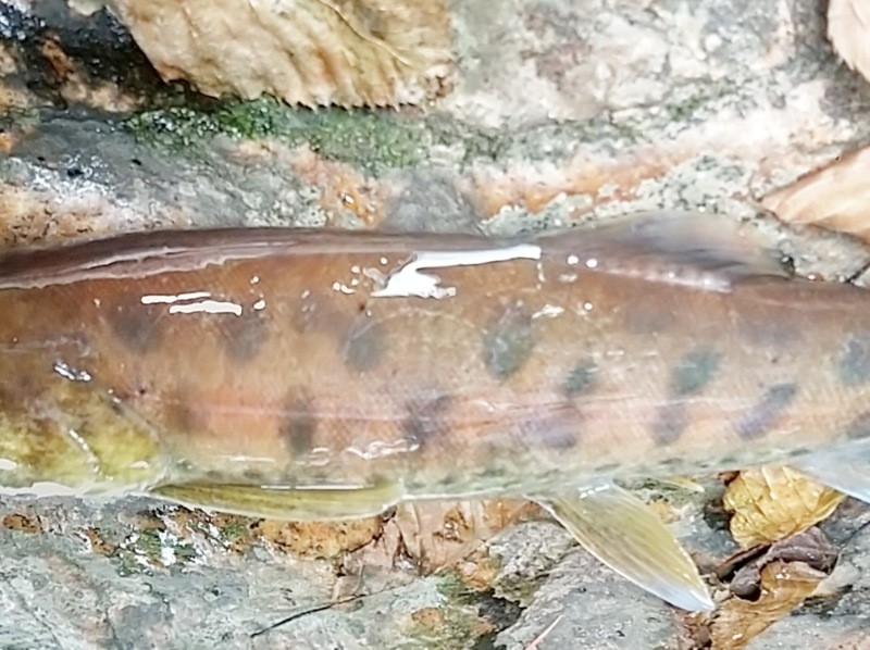 f:id:yukirikupapa:20230926212819j:image