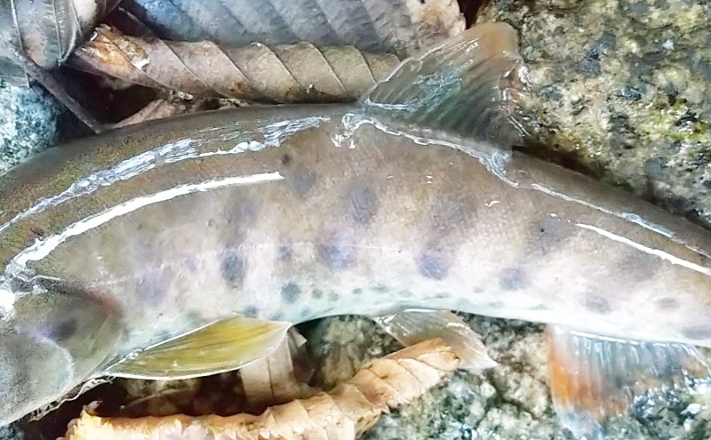 f:id:yukirikupapa:20230926212843j:image