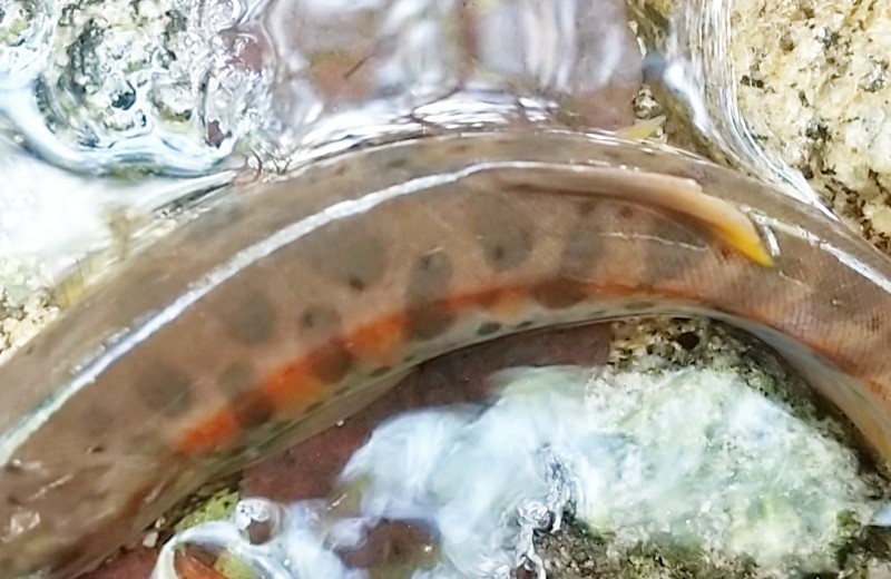 f:id:yukirikupapa:20230926212903j:image