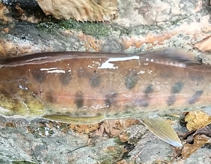 f:id:yukirikupapa:20230926212912j:image