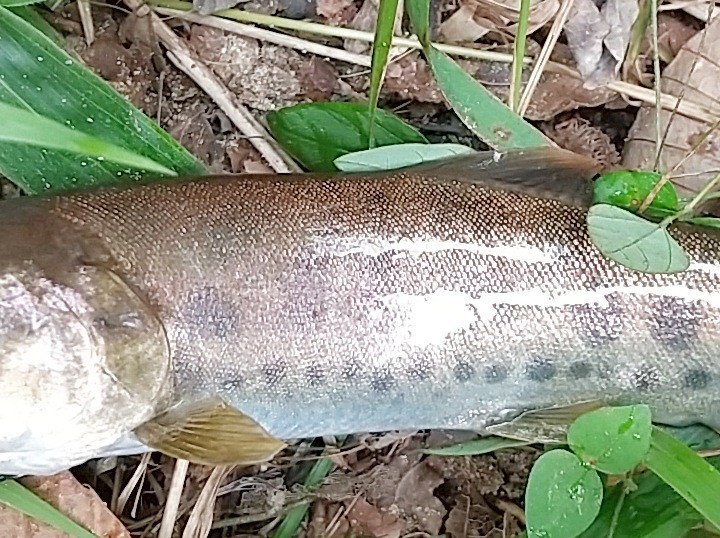 f:id:yukirikupapa:20230926212922j:image