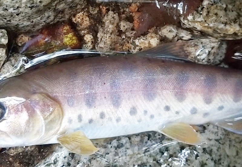 f:id:yukirikupapa:20230926212936j:image