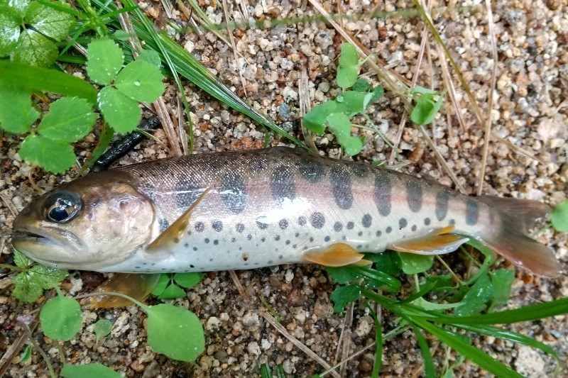 f:id:yukirikupapa:20240924215752j:image