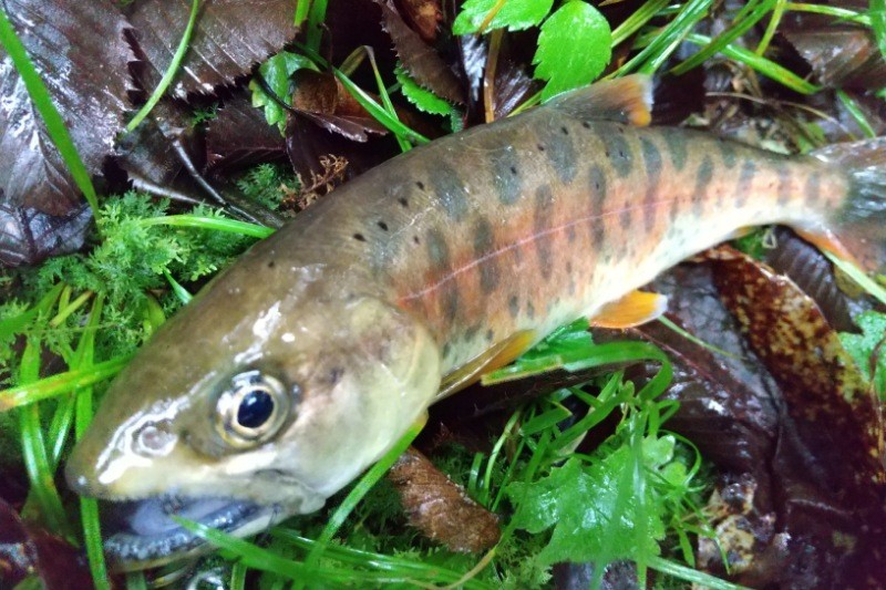 f:id:yukirikupapa:20240924215808j:image