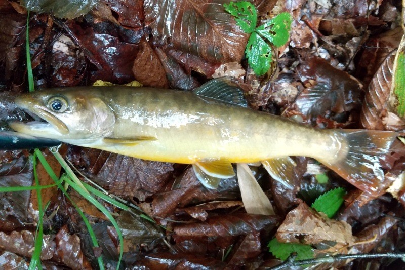 f:id:yukirikupapa:20240924215823j:image