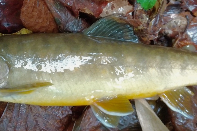 f:id:yukirikupapa:20240924215844j:image