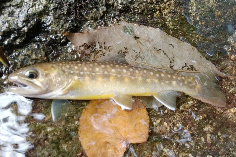 f:id:yukirikupapa:20241001223346j:image