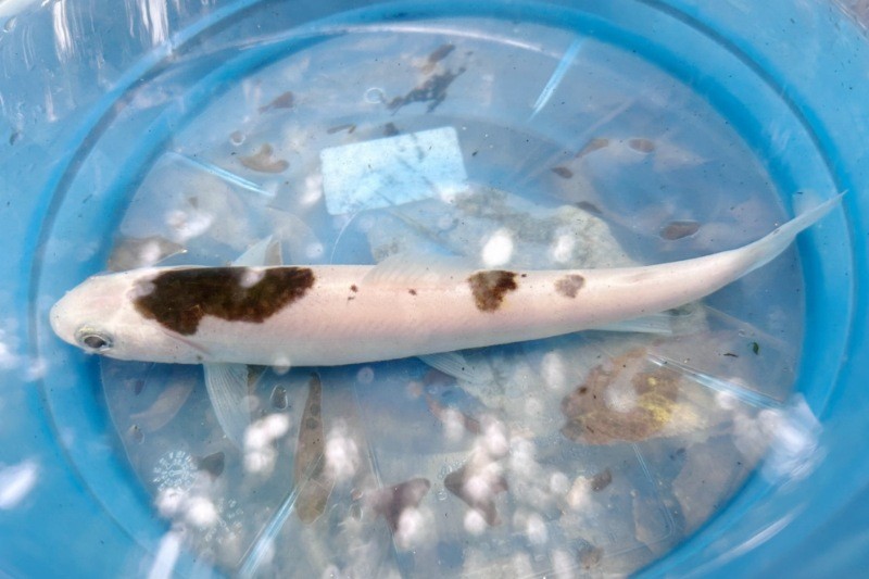 f:id:yukirikupapa:20241001223816j:image