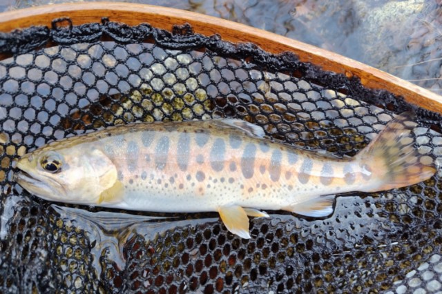 f:id:yukirikupapa:20250429095419j:image