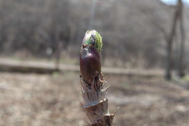 f:id:yukirikupapa:20250429100347j:image