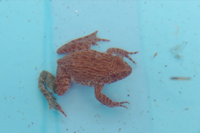 f:id:yukirikupapa:20250727231831j:image