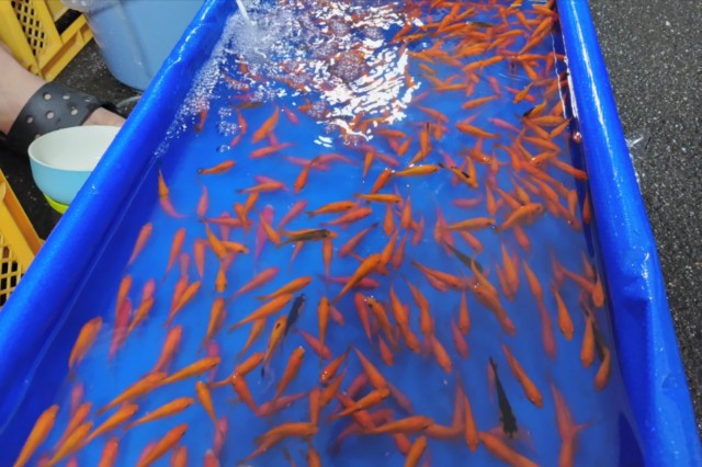 f:id:yukirikupapa:20250811082010j:image