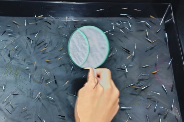 f:id:yukirikupapa:20250811082019j:image