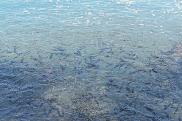 f:id:yukirikupapa:20250903234640j:image