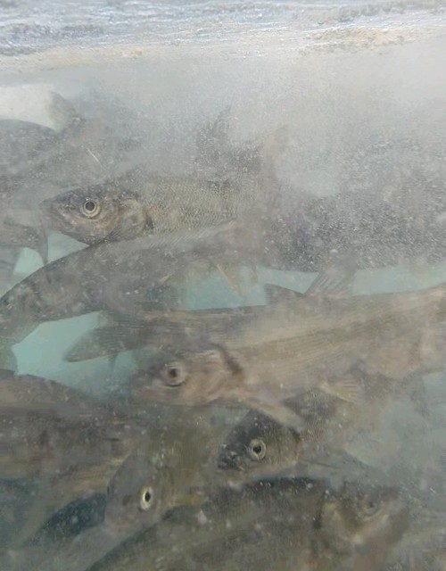 f:id:yukirikupapa:20250903234657j:image