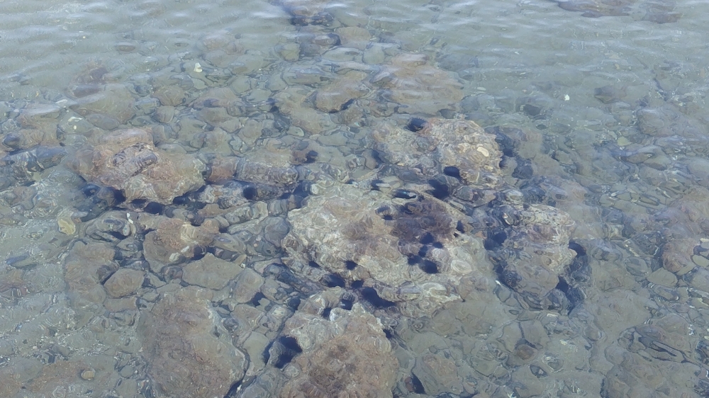 f:id:yukirikupapa:20261012223311j:image f:id:yukirikupapa:20261012223311j:image