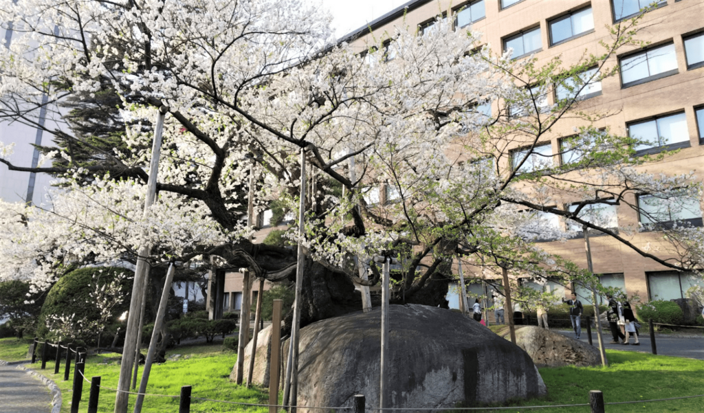 石割桜の画像