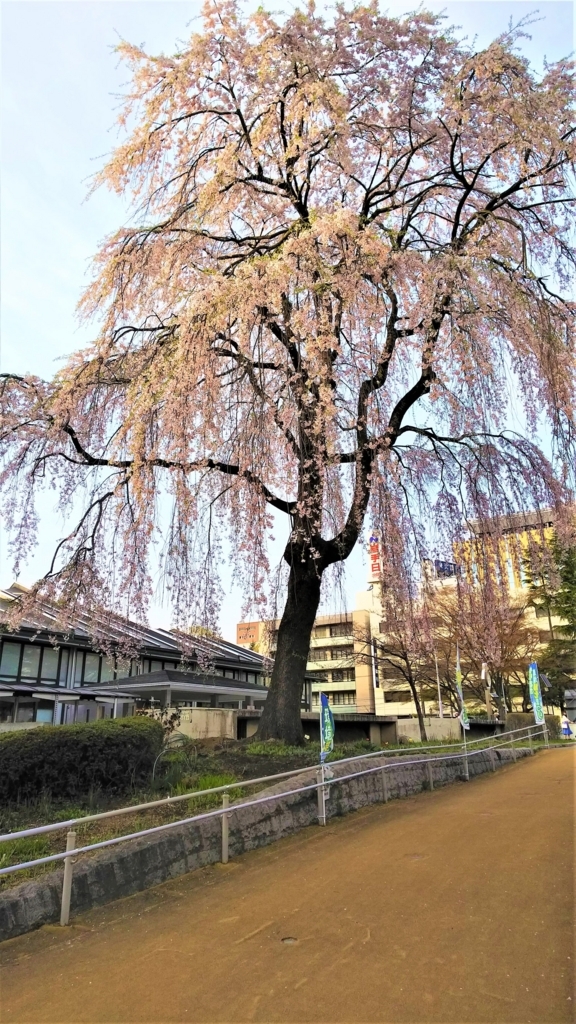 もりおか歴史文化館の枝垂桜の画像