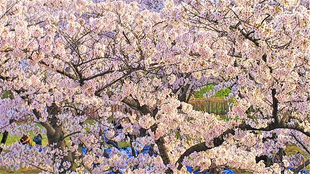 盛岡城跡公園本丸の桜の画像