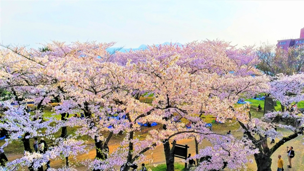 岩手公園の本丸の桜の画像