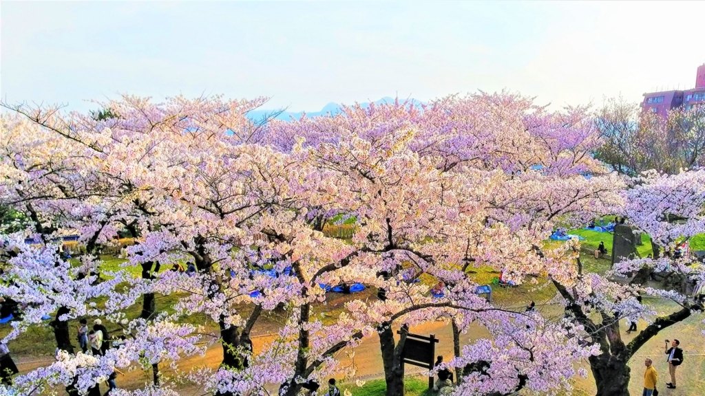 岩手公園の本丸の桜の画像