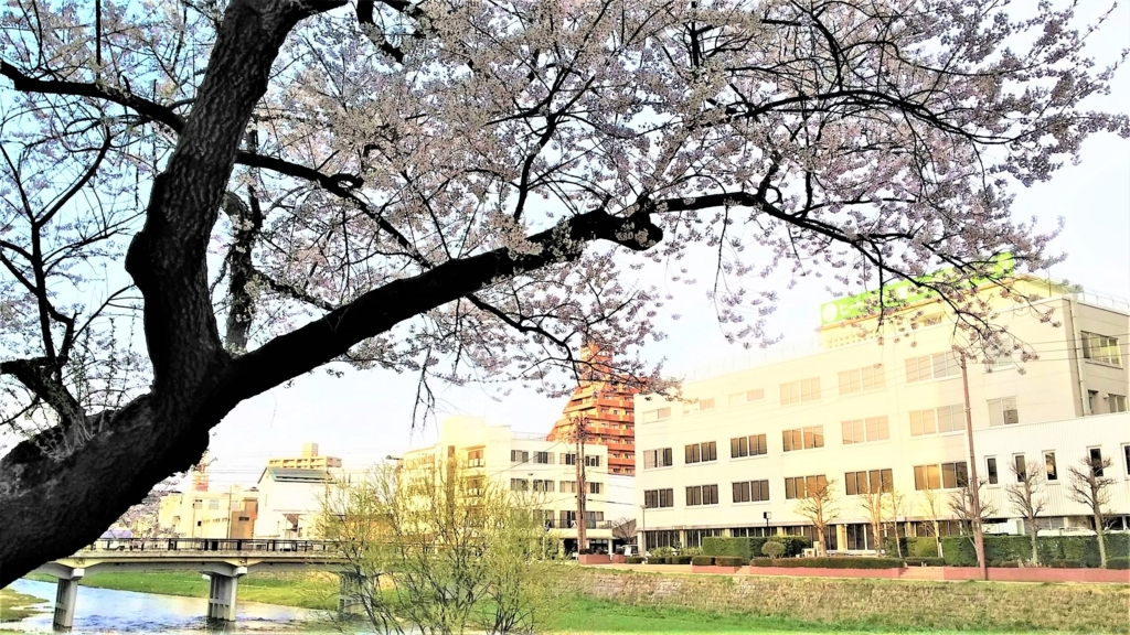 中津川沿い盛岡市役所裏の桜の画像