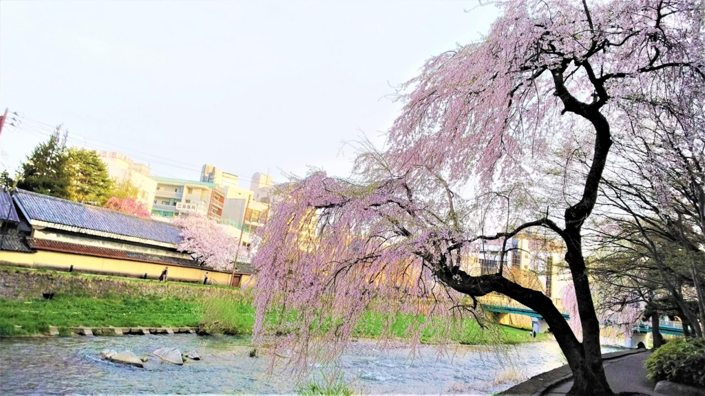 中津川と枝垂桜の画像