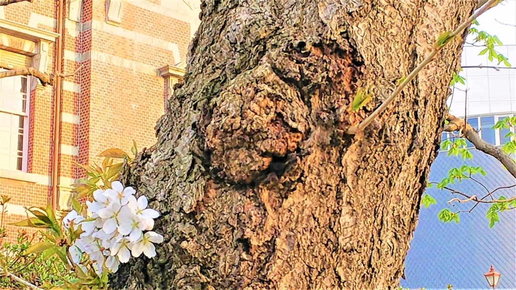 岩手銀行赤レンガ館の壁と桜の画像