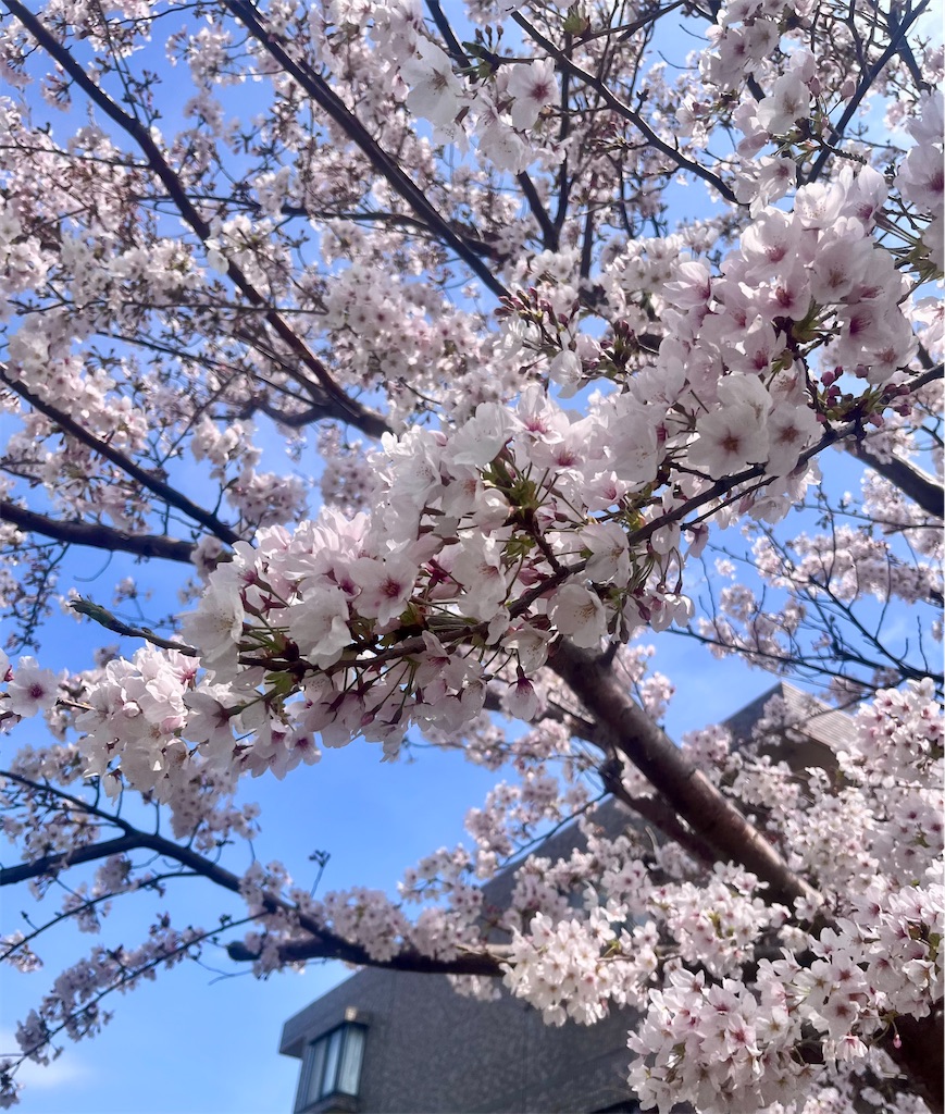 f:id:yukit7s:20260404193850j:image